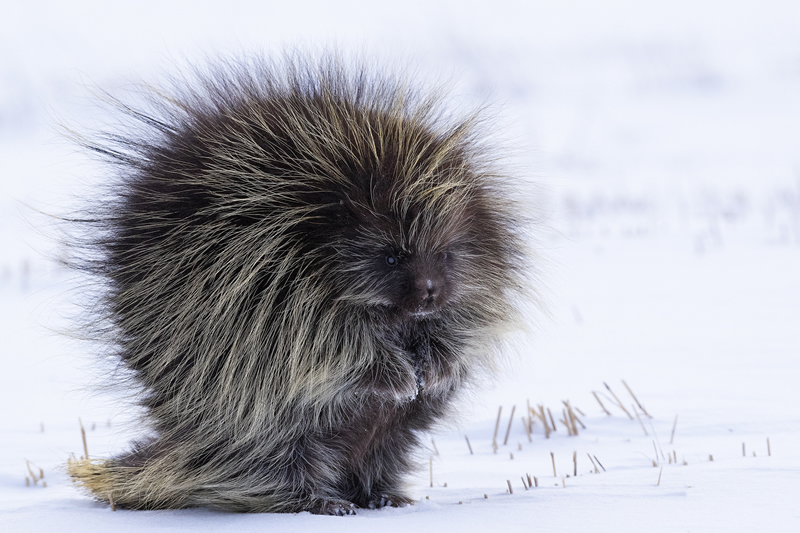 Frosty Reception by Dustin Glaseman